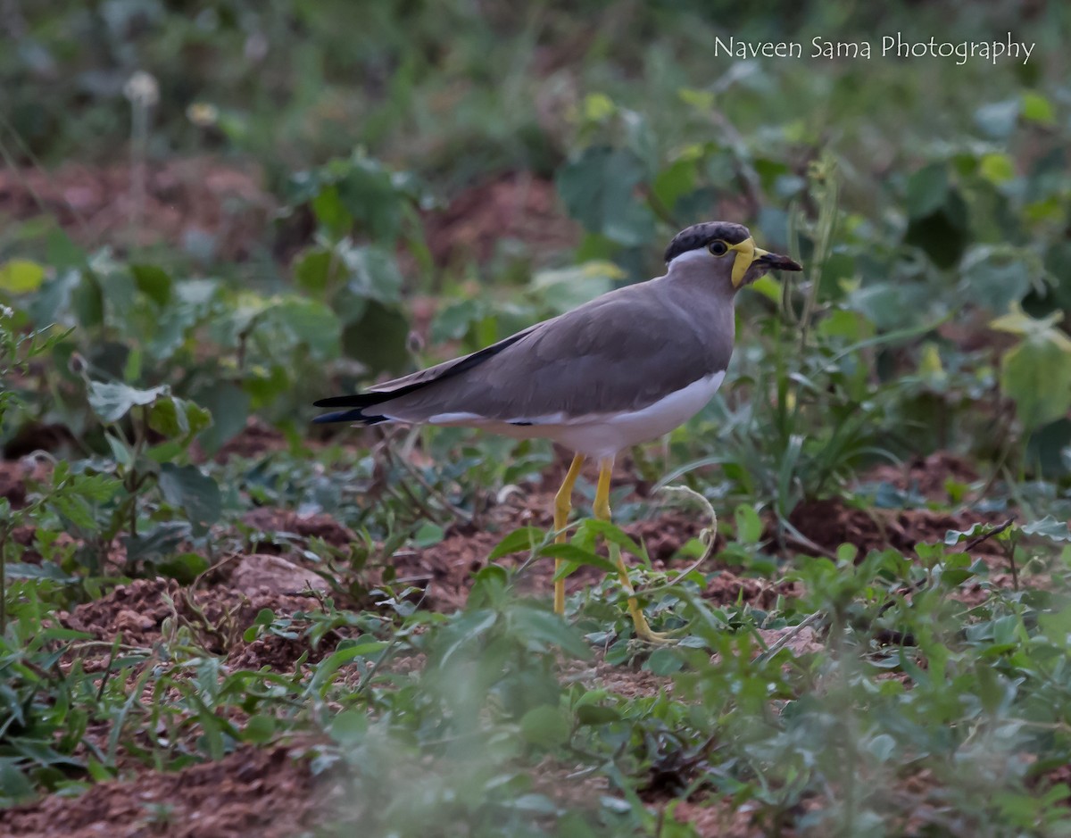Yellow-wattled Lapwing - ML115225721