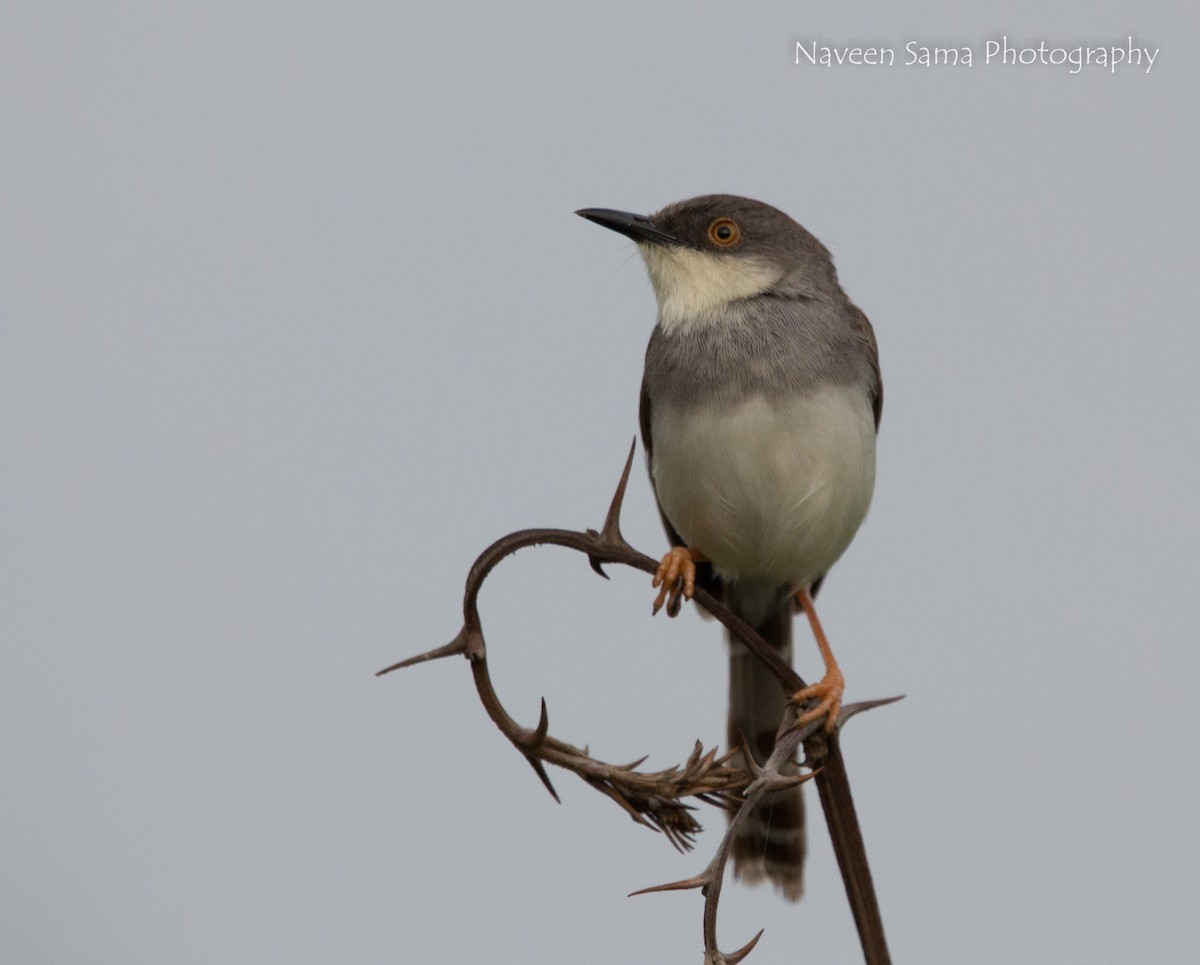 Gray-breasted Prinia - ML115225821