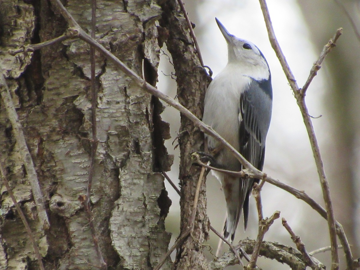 White-breasted Nuthatch - ML115229141
