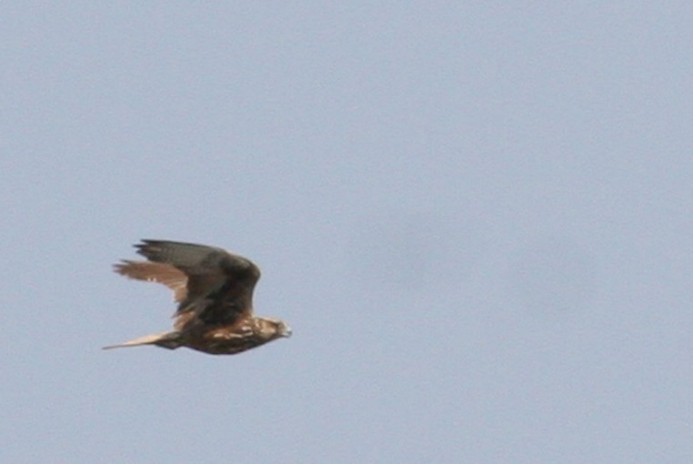 Saker Falcon - Anders Østerby