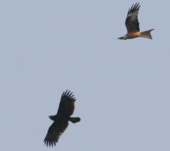 Águila Moteada - ML115231191