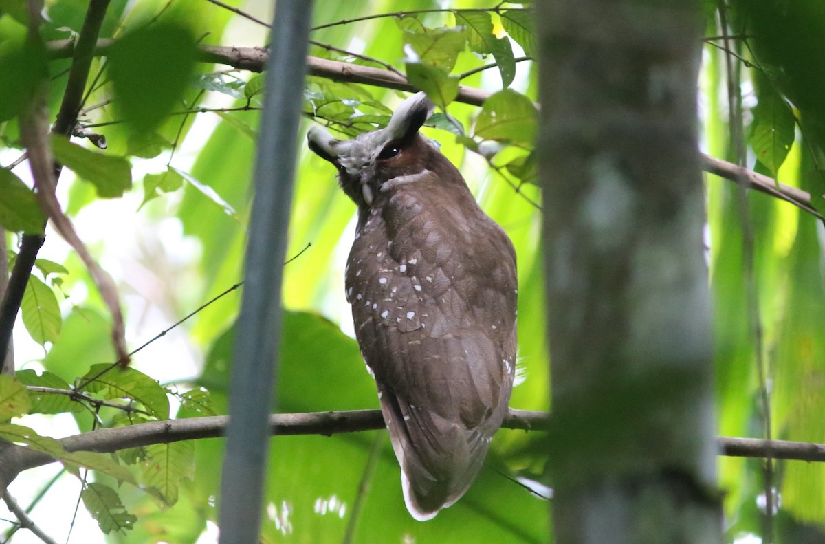 Crested Owl - Rohan van Twest