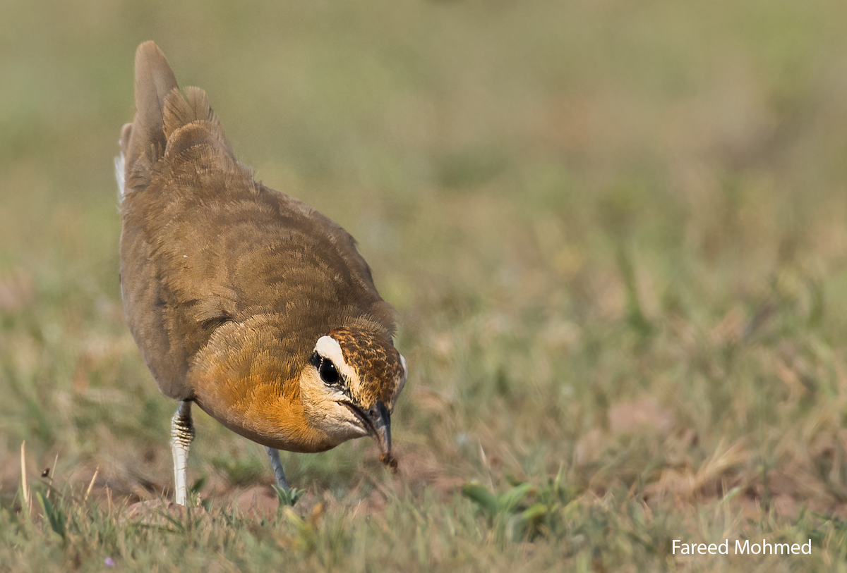 Indian Courser - ML115234051
