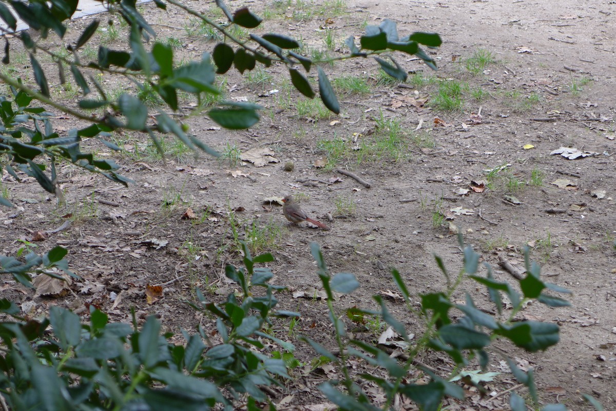 Northern Cardinal - ML115238151