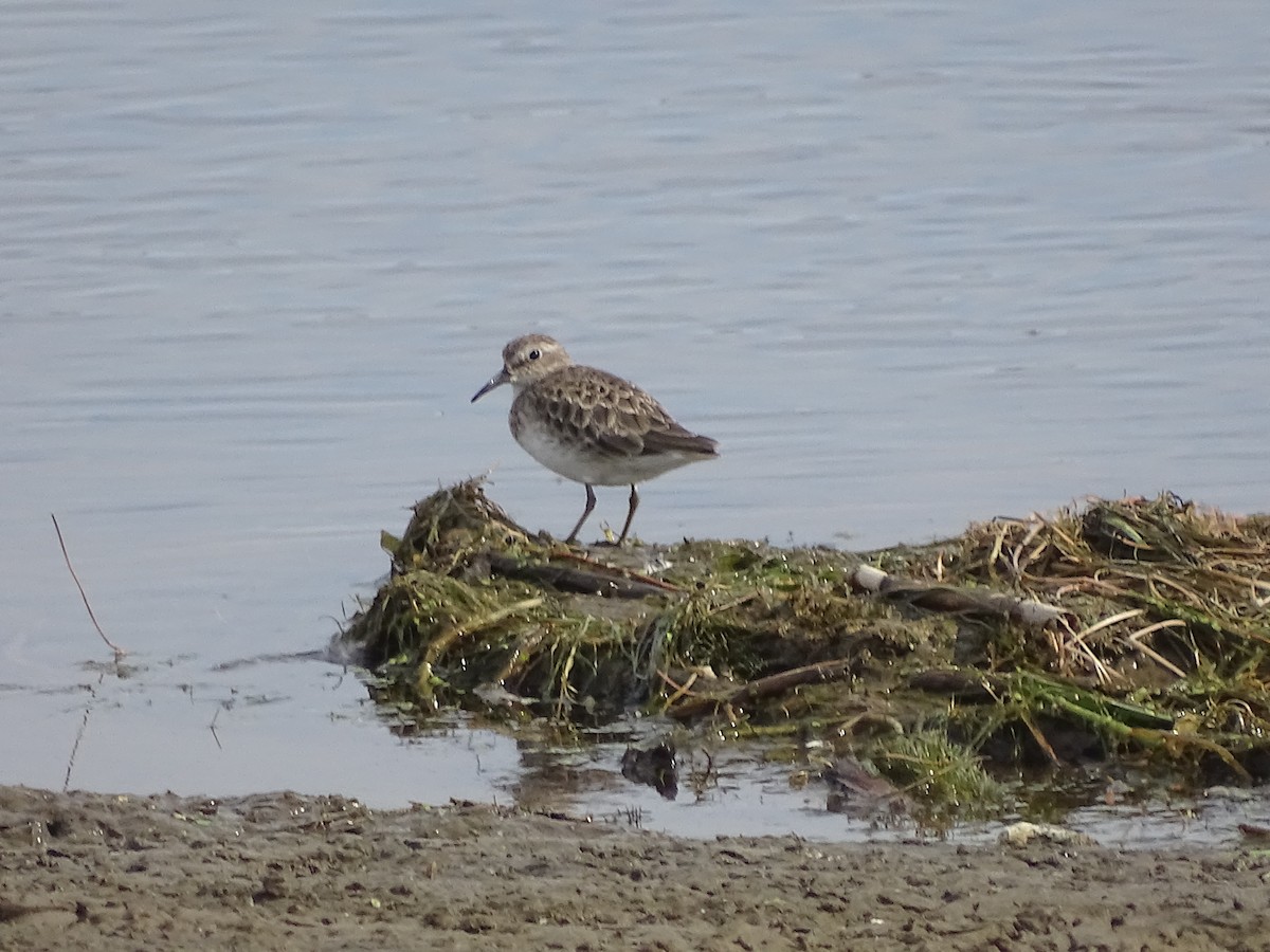 Least Sandpiper - ML115239131