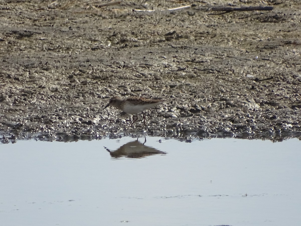 Least Sandpiper - ML115239141