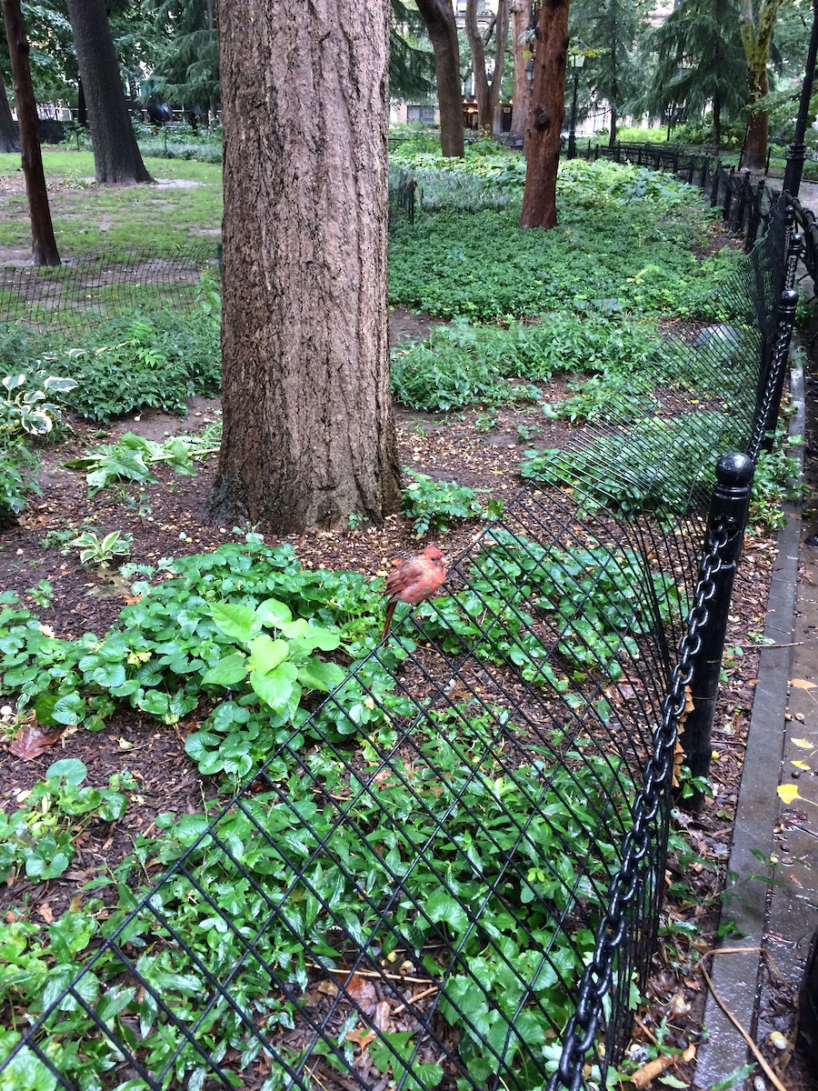 Northern Cardinal - ML115239801