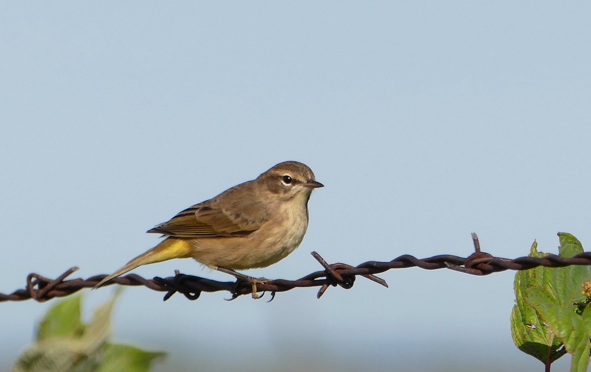 Palm Warbler - ML115240141