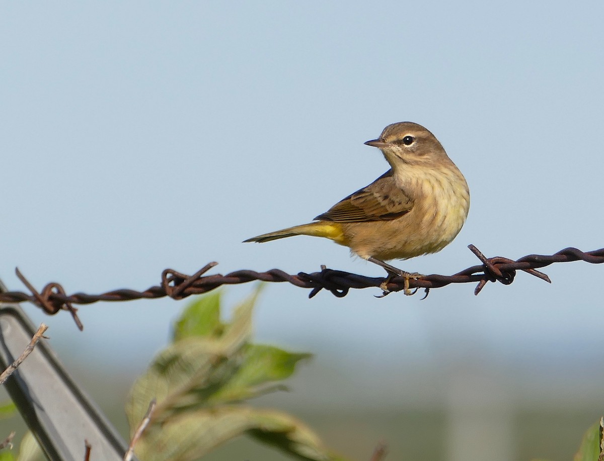 Palm Warbler - ML115240151