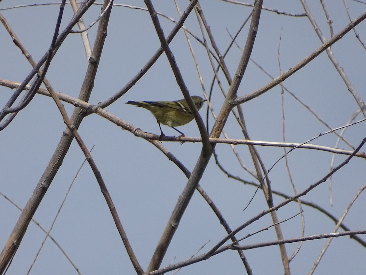Ruby-crowned Kinglet - ML115240951