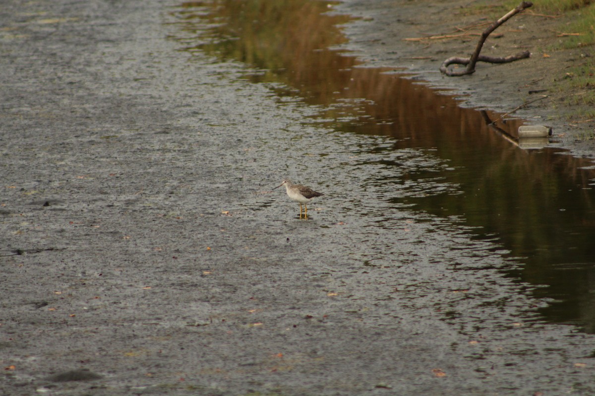 Greater Yellowlegs - ML115240971