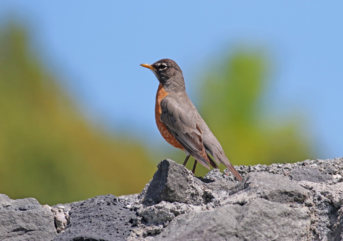 American Robin - ML115241171