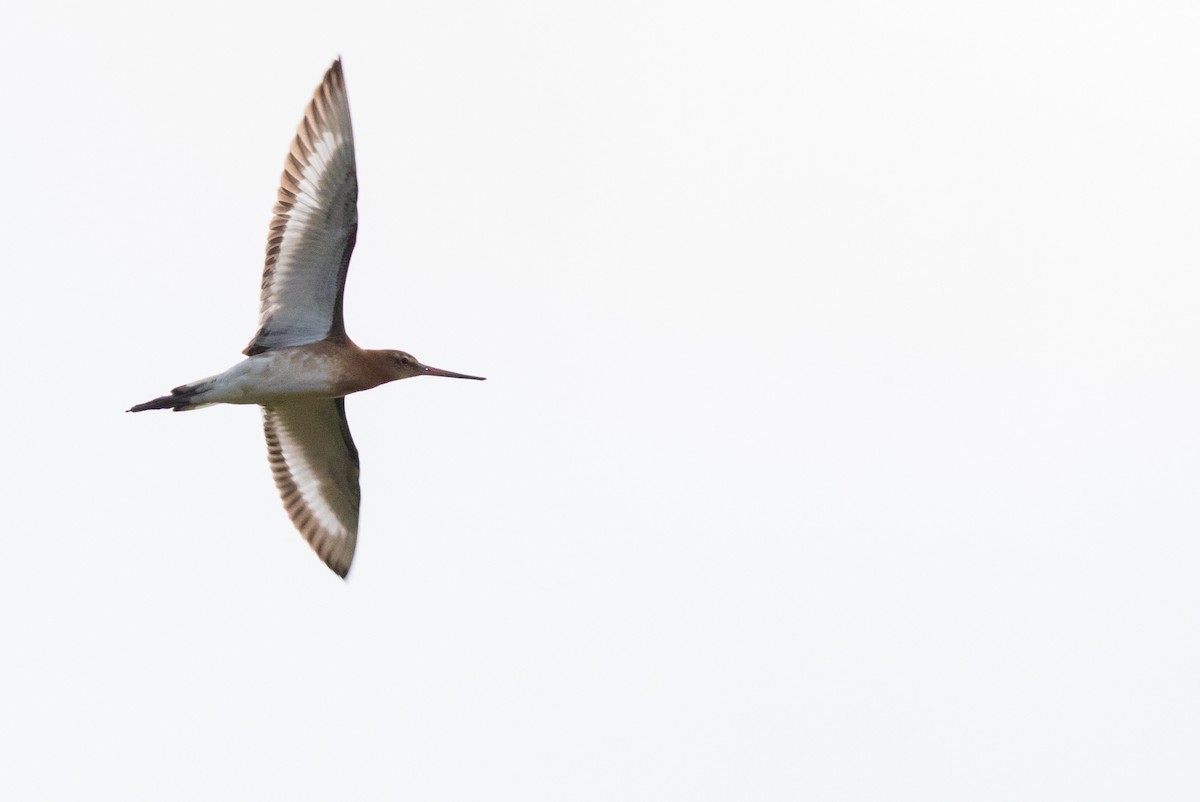 Black-tailed Godwit (islandica) - ML115242371