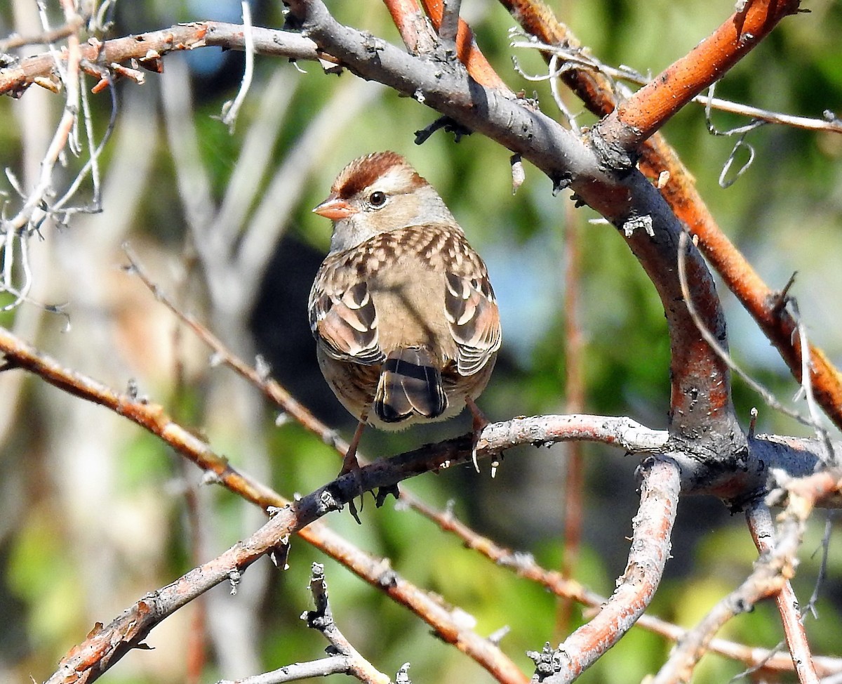 White-crowned Sparrow - ML115243081