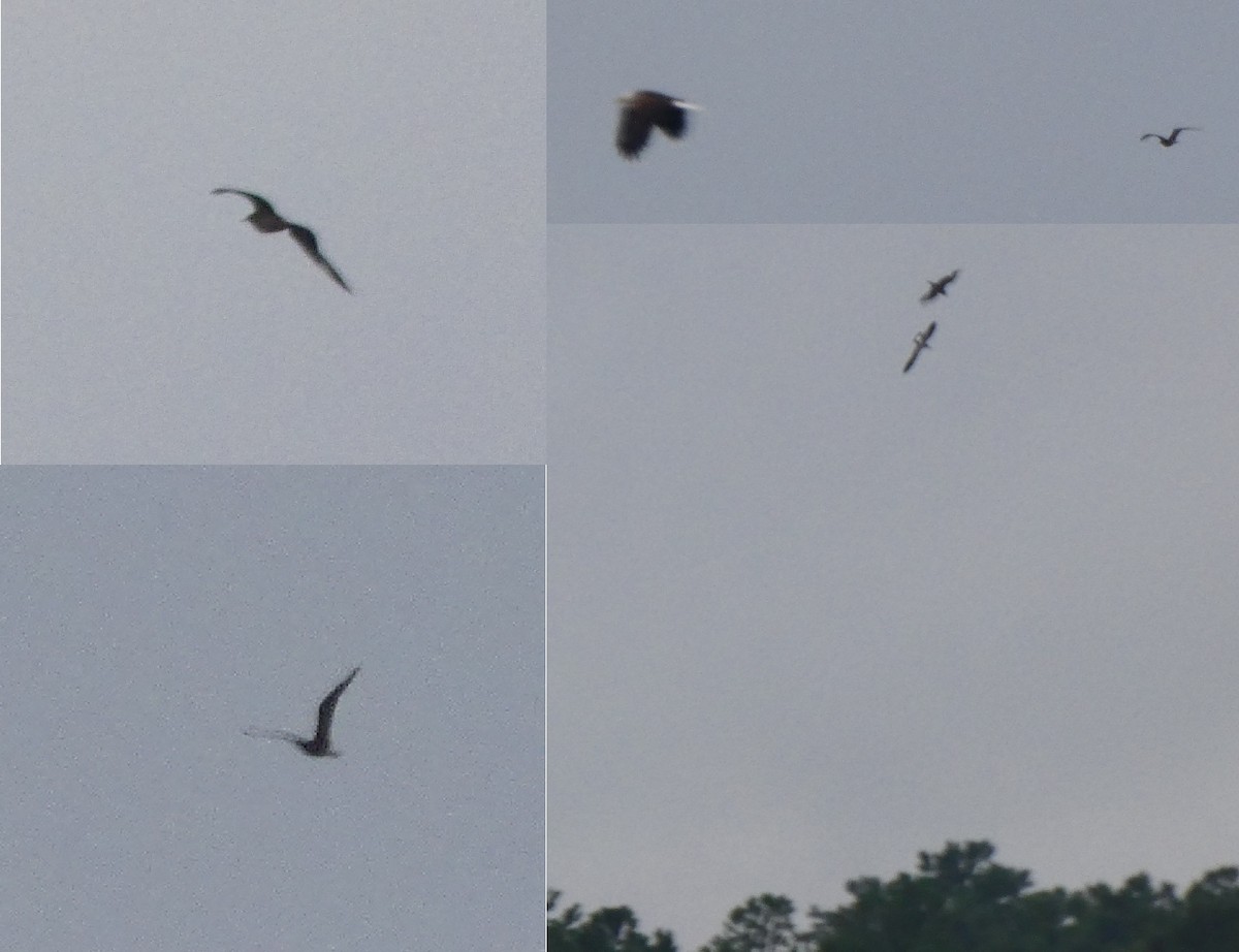 Parasitic Jaeger - ML115244911