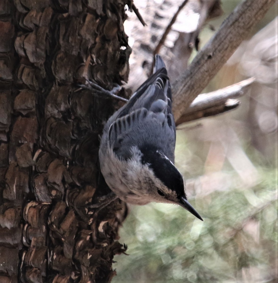 White-breasted Nuthatch (Interior West) - ML115246021