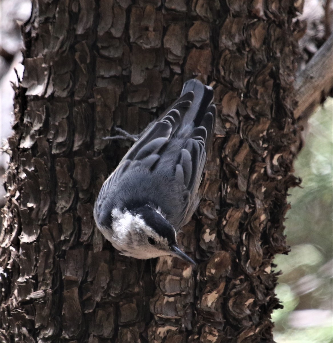 White-breasted Nuthatch (Interior West) - ML115246041