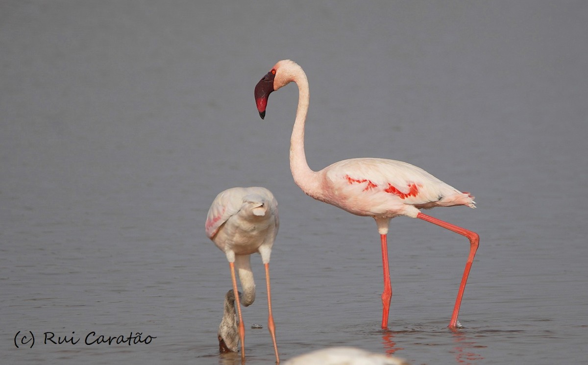 Lesser Flamingo - Rui Caratão