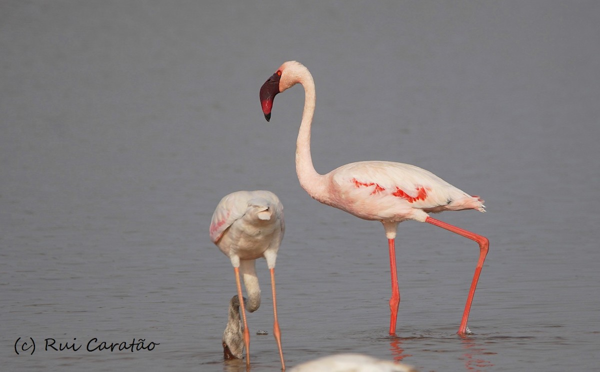 Lesser Flamingo - ML115247261