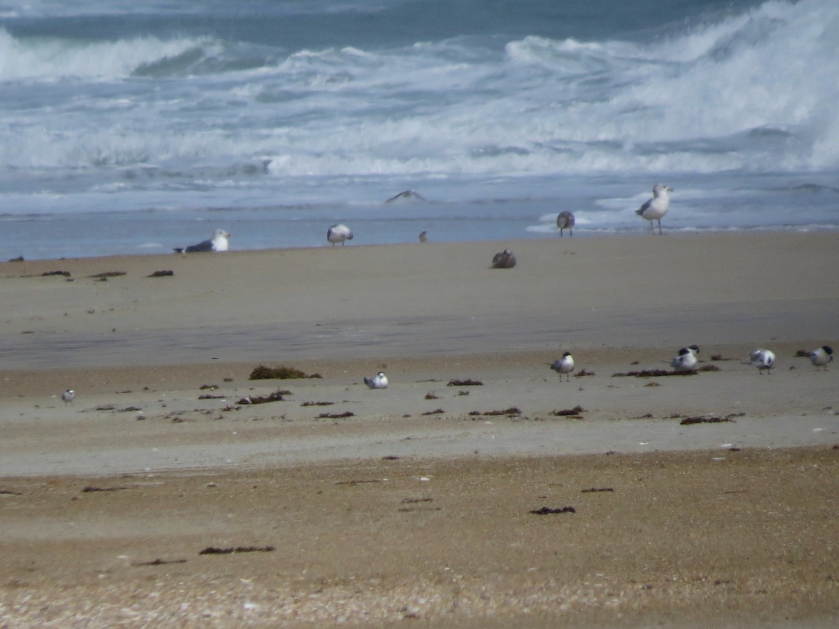 Least Tern - Audrey Whitlock