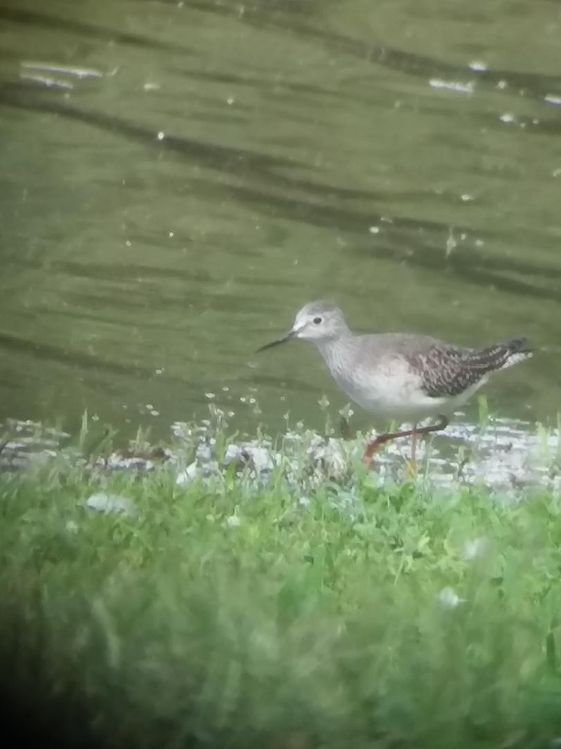 Lesser Yellowlegs - ML115247581