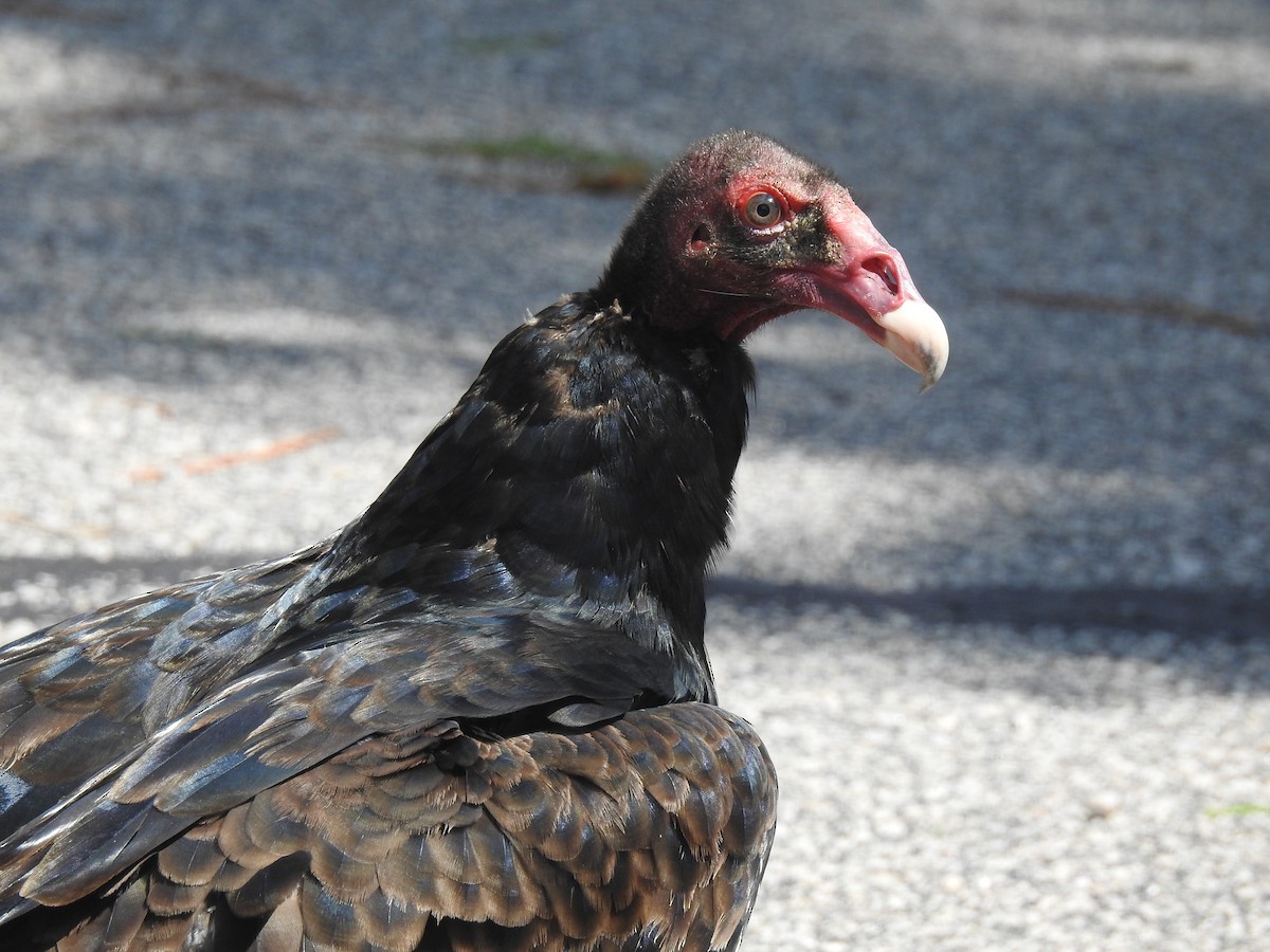 Turkey Vulture - ML115248321