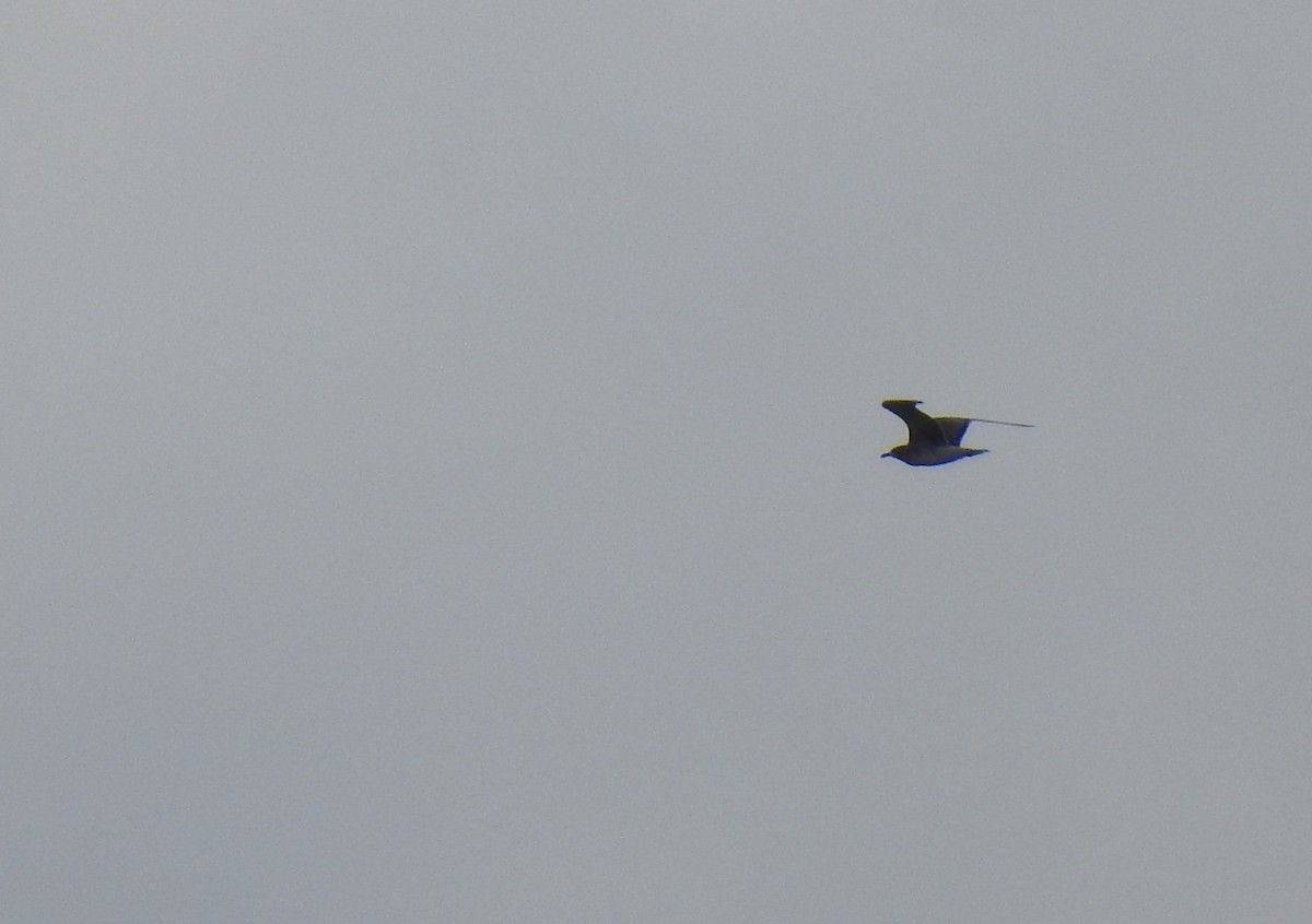 Laughing Gull - ML115248331