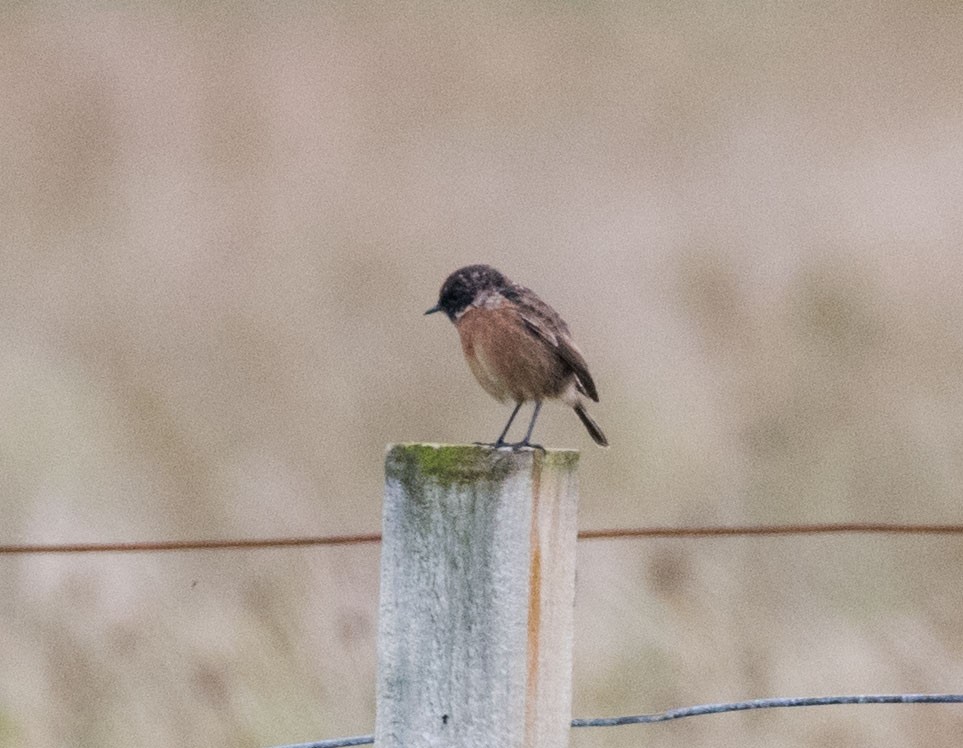 European Stonechat - Svein Ole Mikalsen