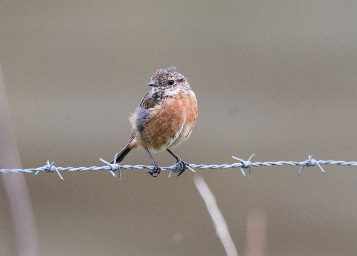 European Stonechat - Svein Ole Mikalsen