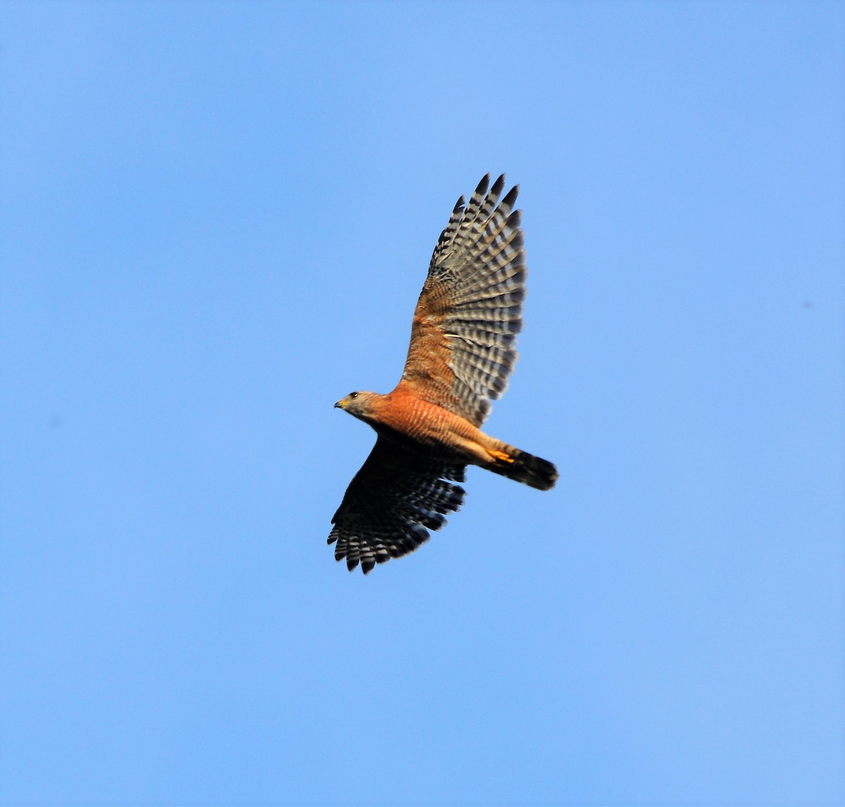 Red-shouldered Hawk - ML115248781