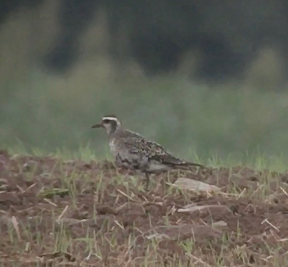 American Golden-Plover - ML115248821