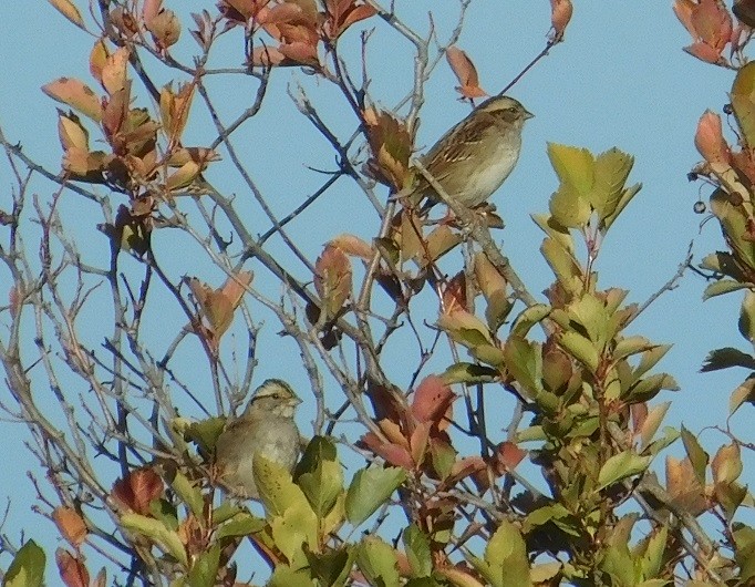 White-throated Sparrow - Mike & MerryLynn  Denny