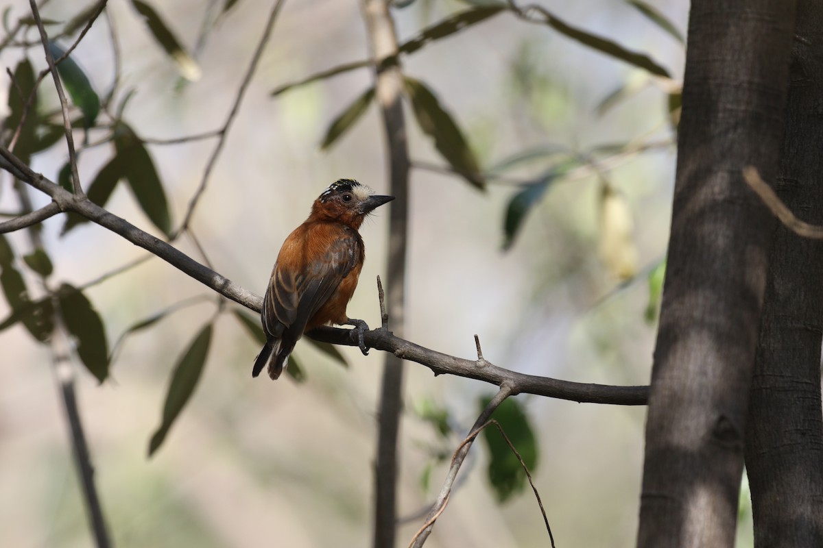 Chestnut Piculet - ML115249301