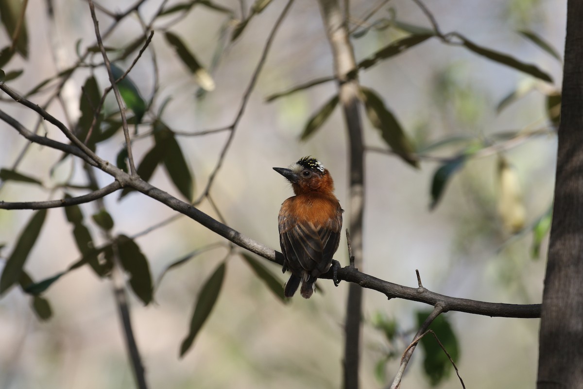 Chestnut Piculet - ML115249311