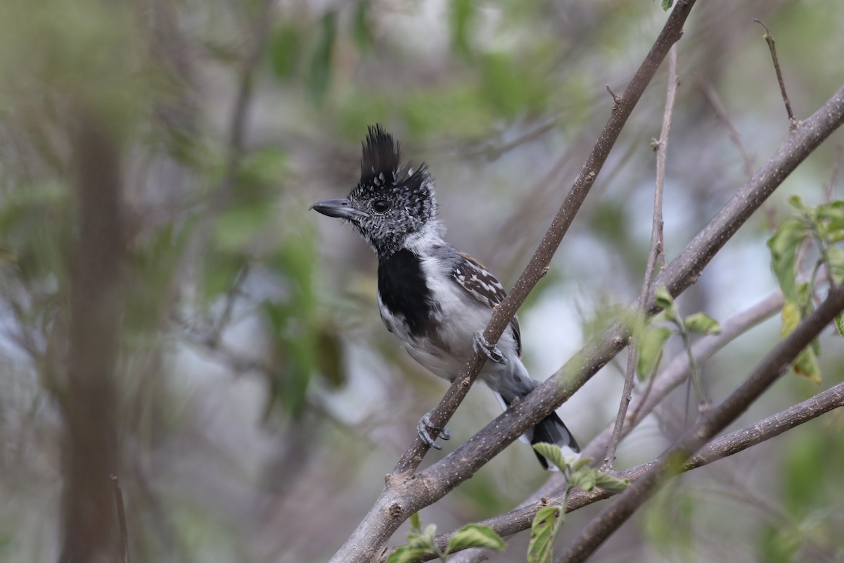 Black-crested Antshrike - ML115249351