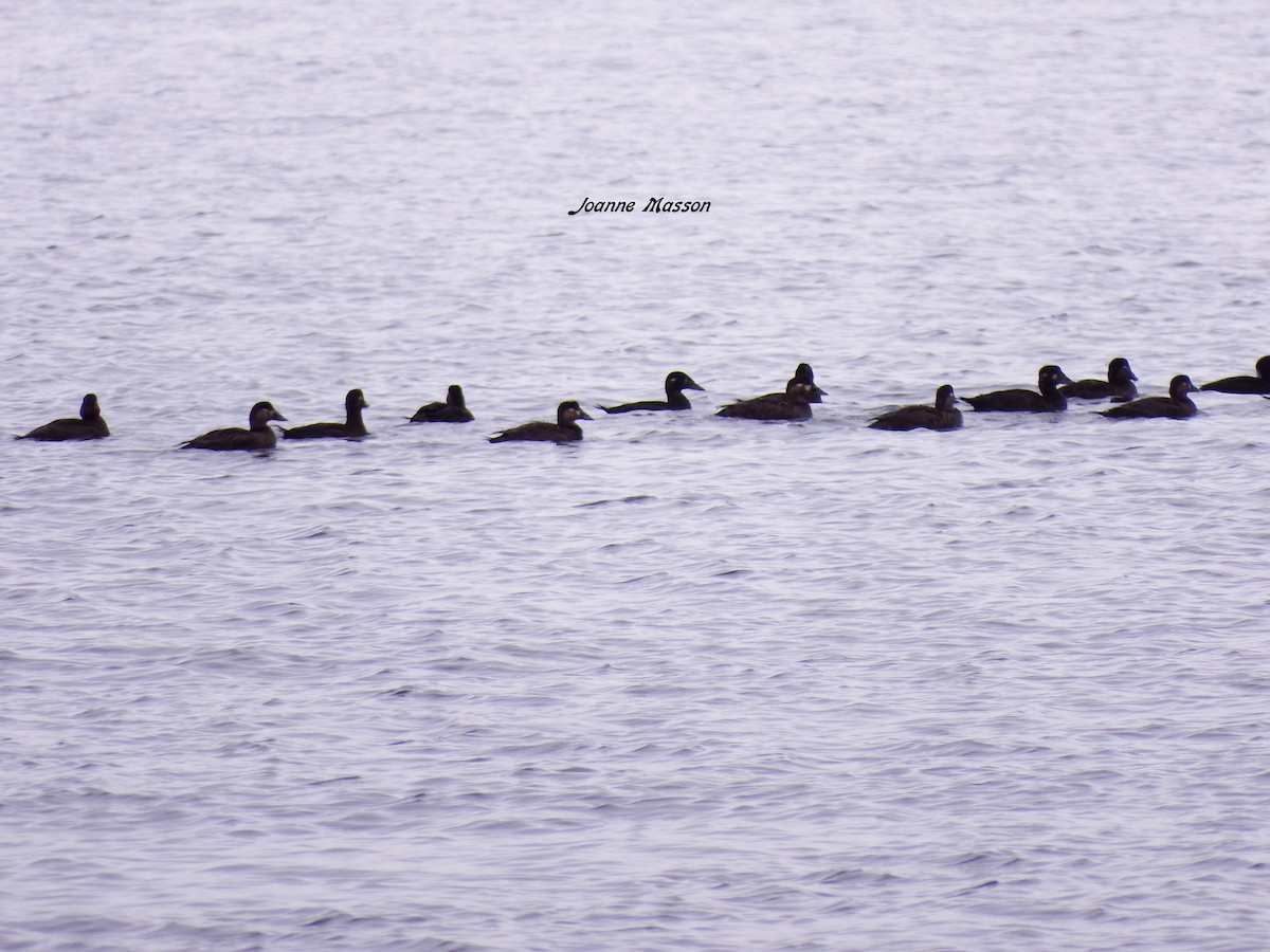 Surf Scoter - Joanne Masson