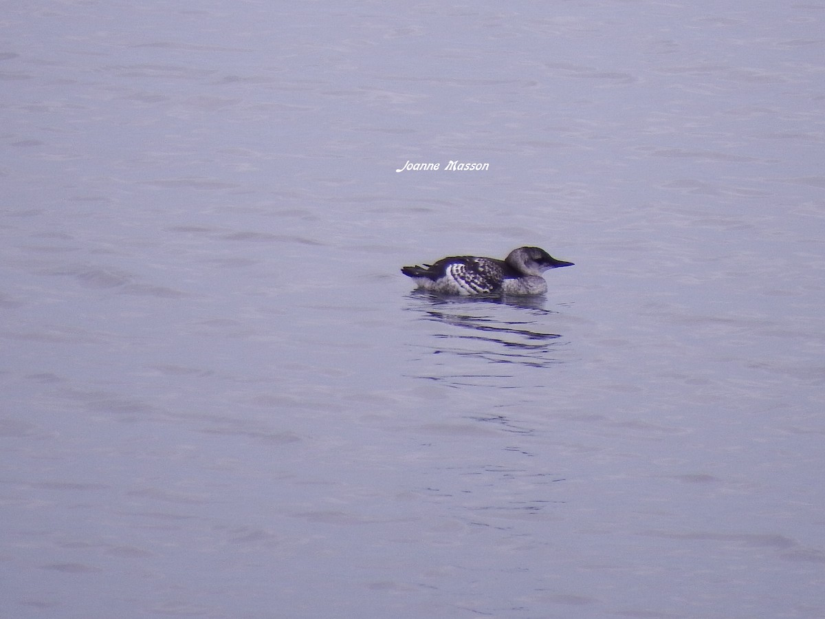 Black Guillemot - ML115250371