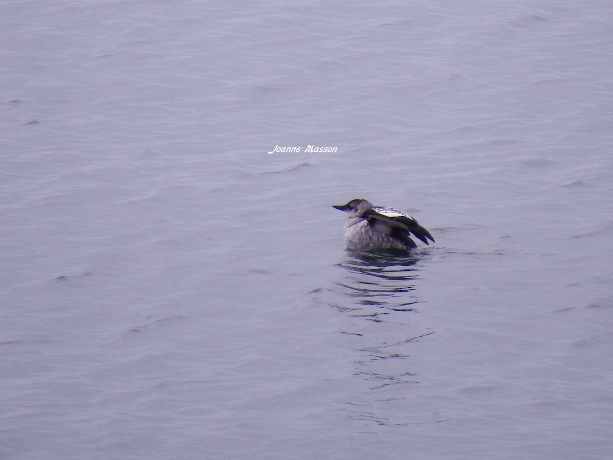 Black Guillemot - ML115250421