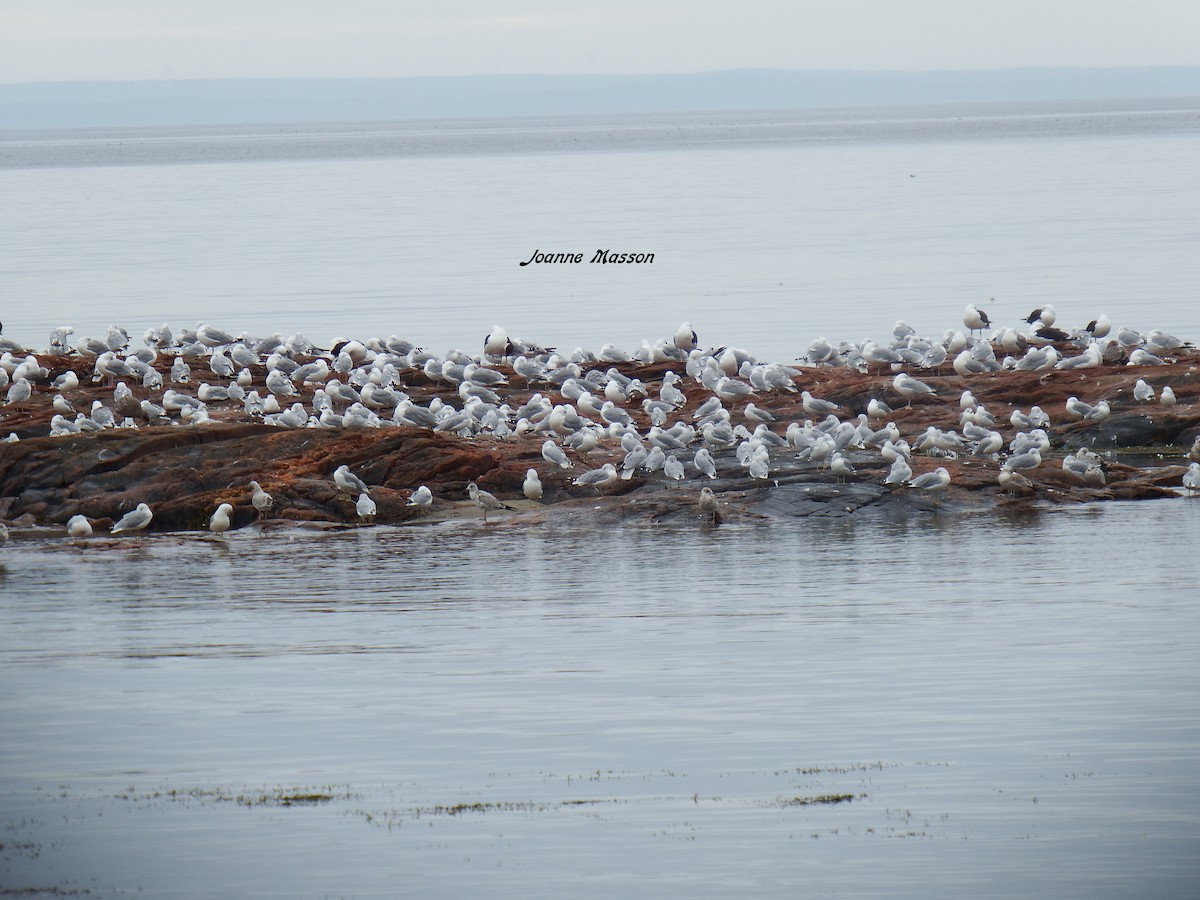 Ring-billed Gull - ML115250671