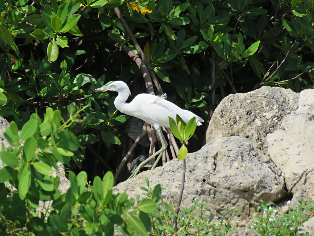 Little Blue Heron - ML115250681