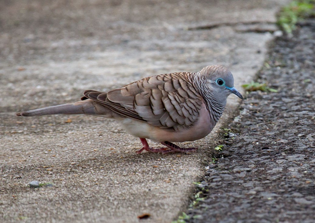 Peaceful Dove - ML115251541