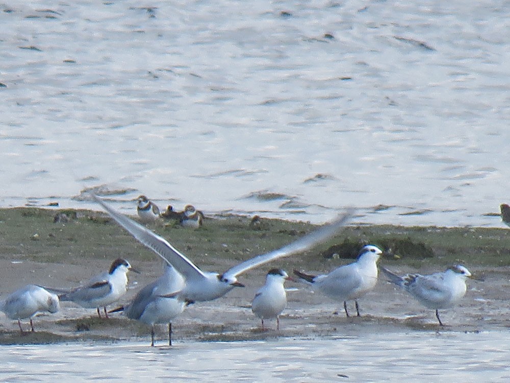 Common Tern - ML115251971