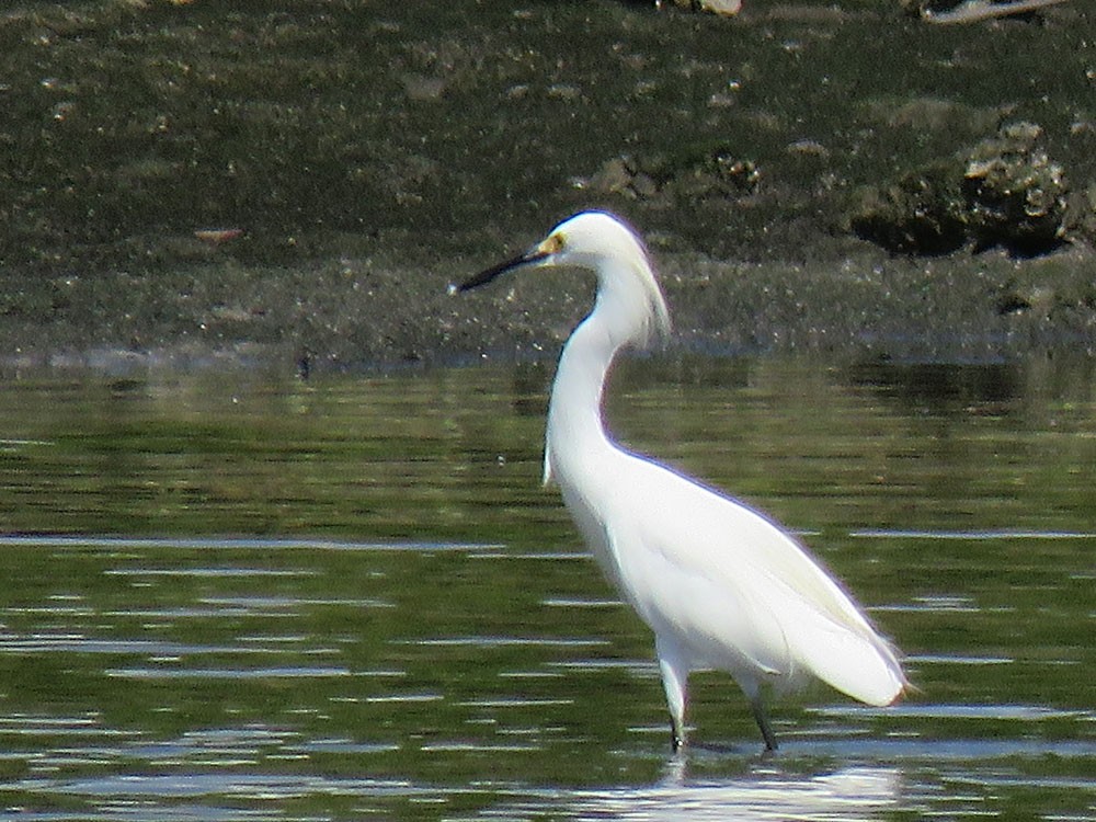 Snowy Egret - ML115252281