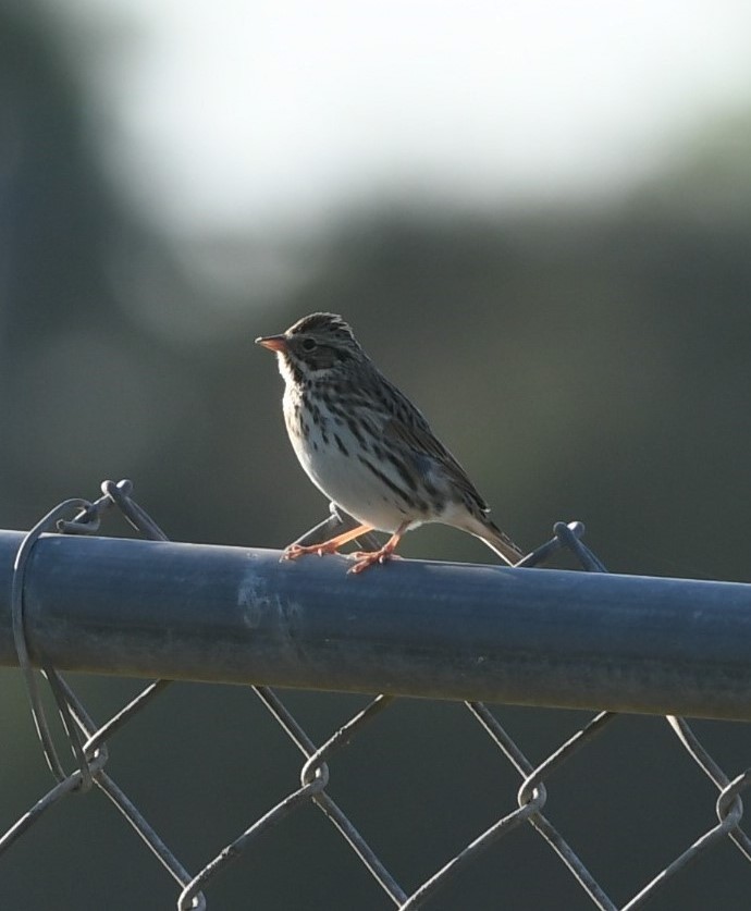 Savannah Sparrow - ML115254771