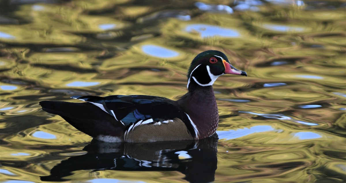 Wood Duck - ML115254981