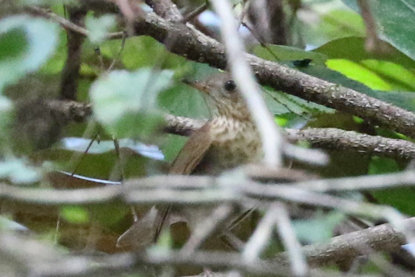 Veery - ML115255751