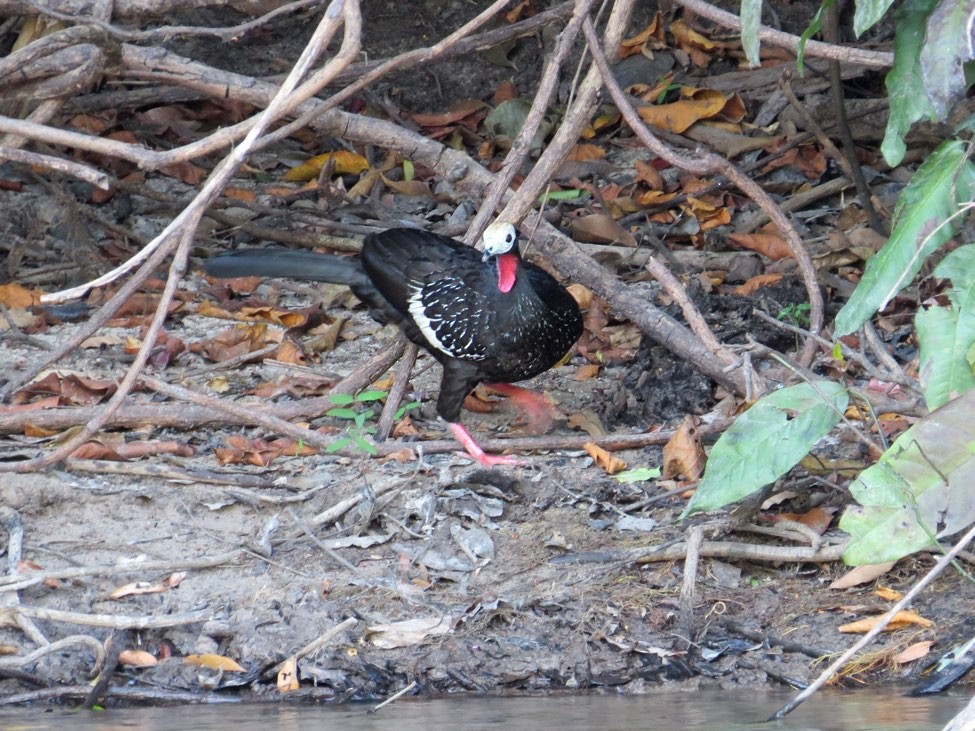 Red-throated Piping-Guan - ML115256301