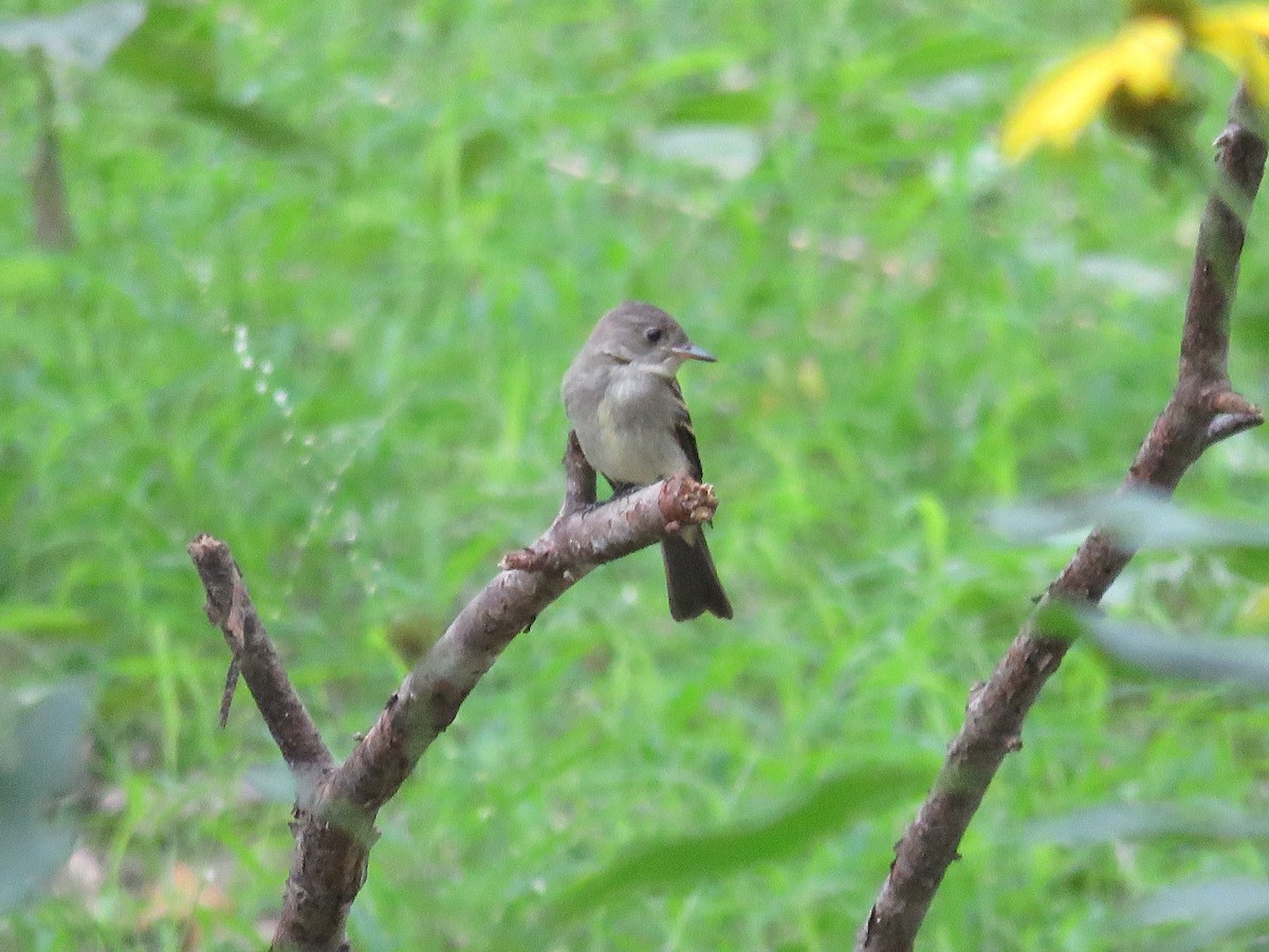 Eastern Wood-Pewee - Diane Durham