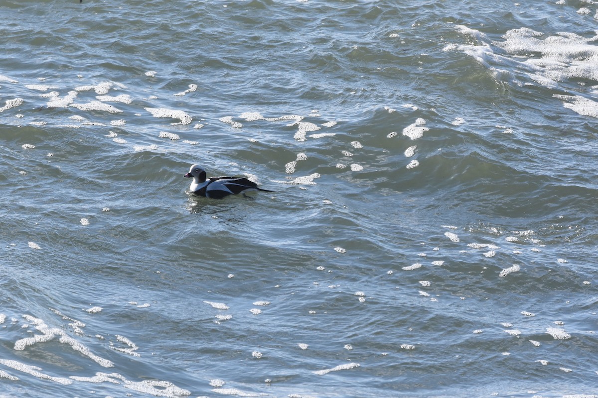 Long-tailed Duck - ML115256771