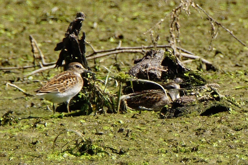 Wiesenstrandläufer - ML115256931